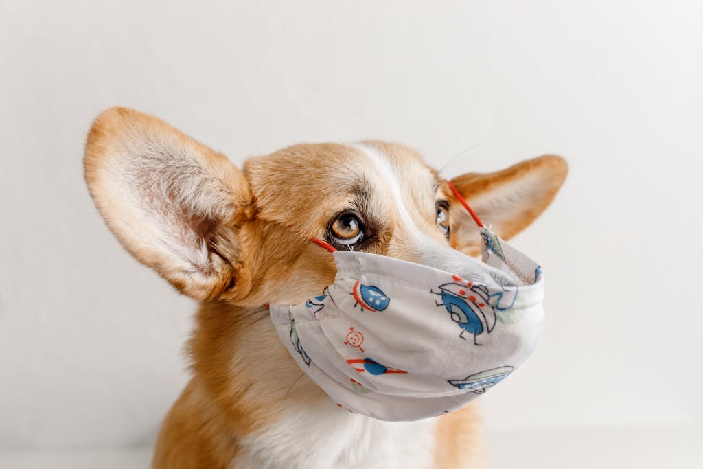 Adorable Corgi dog looking up while wearing a playful face mask against a neutral background.