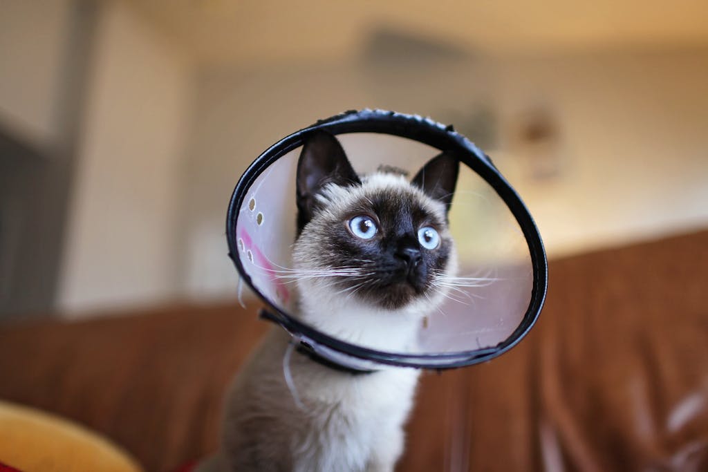 Adorable Siamese kitten with a cone collar on a couch indoors, captivating blue eyes.