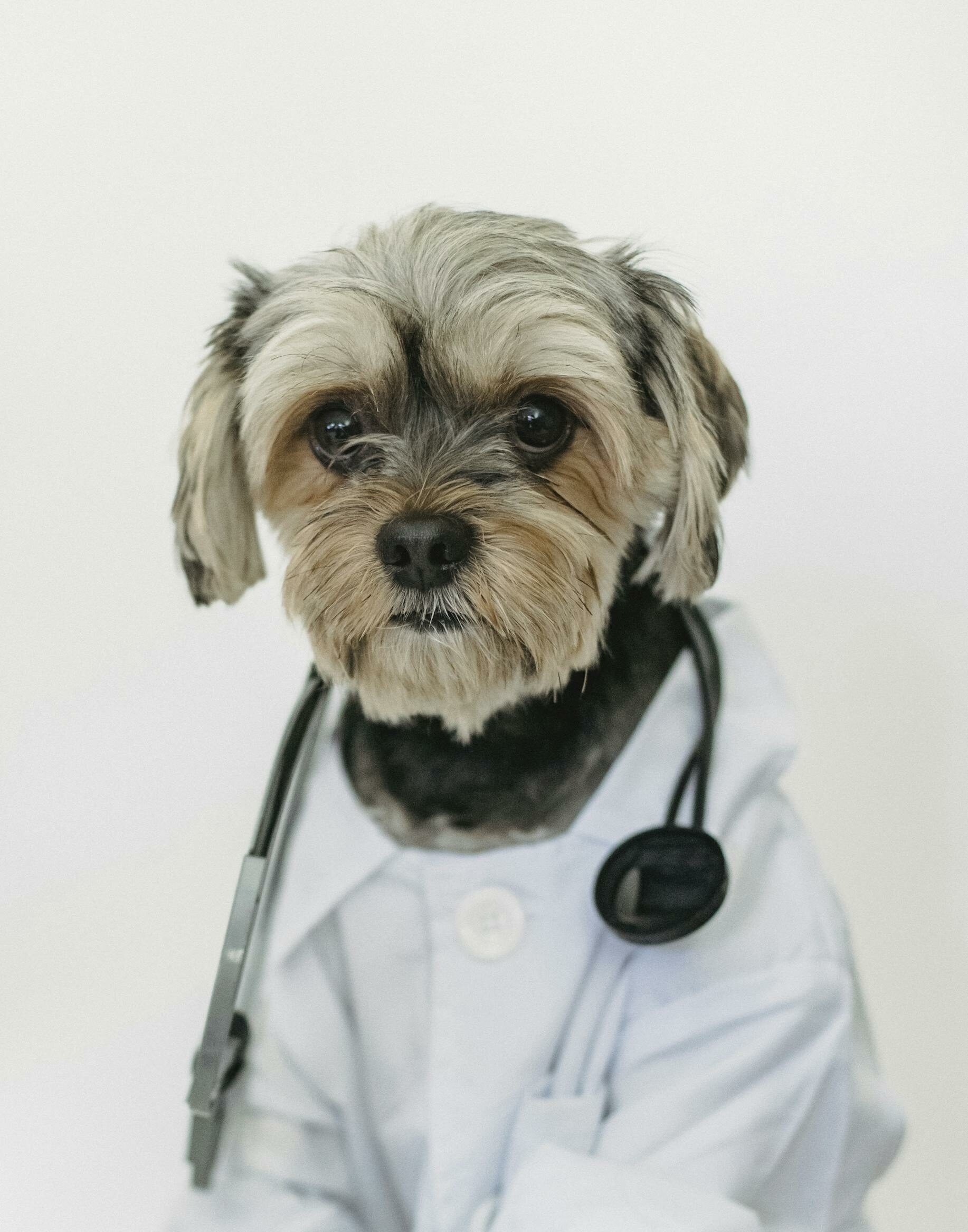 Adorable Yorkshire Terrier in a doctor's coat, complete with stethoscope, on white background.