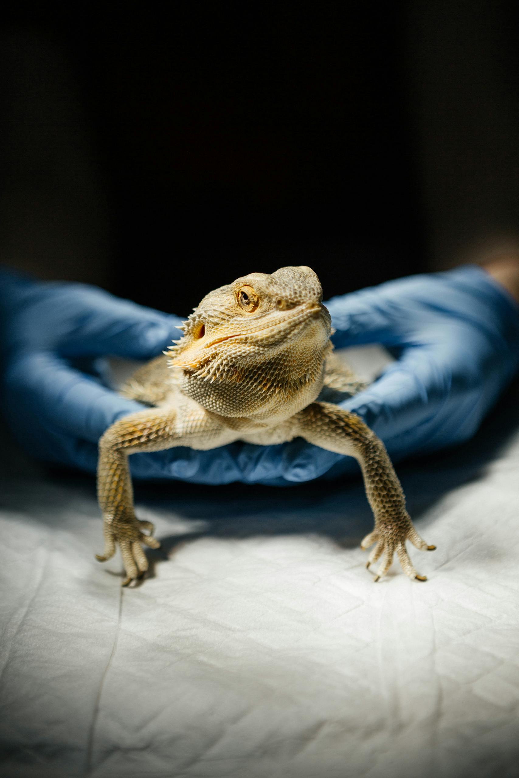 Close-up of a bearded dragon being held by a veterinarian in gloves.