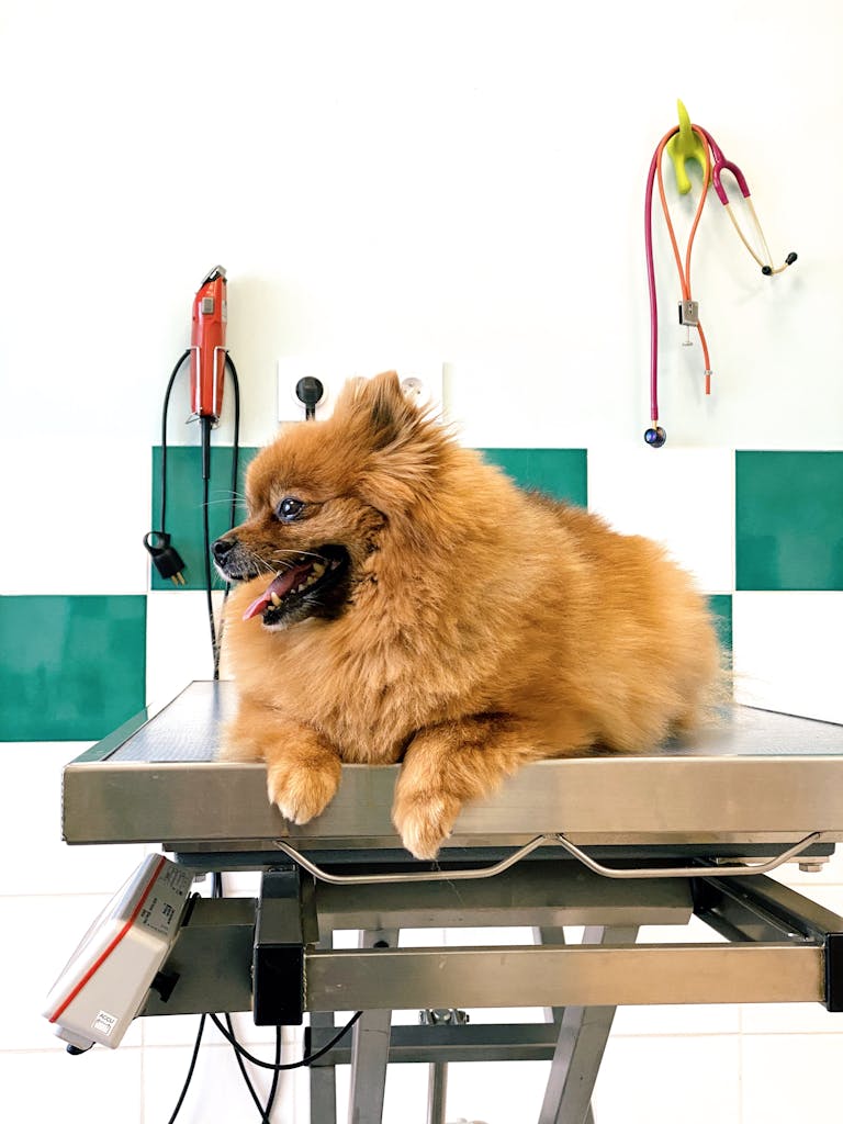 Cute Pomeranian dog sitting happily at a grooming salon on a grooming table.