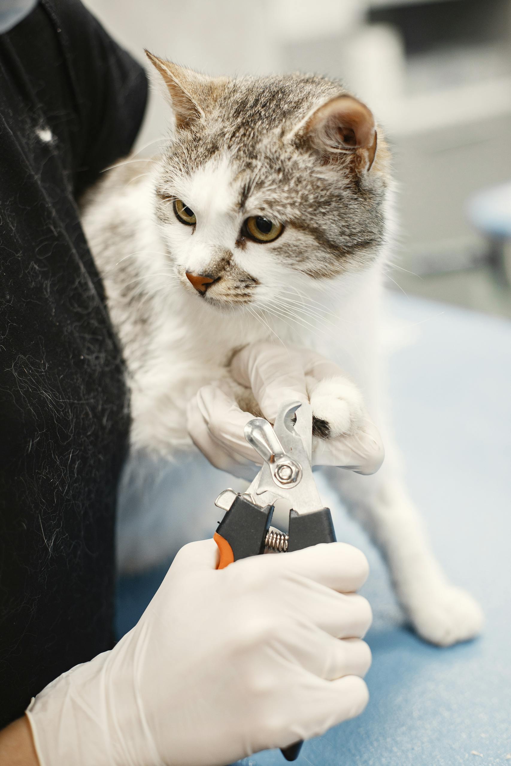 Vet trims a white cat's nails in a clinic, ensuring pet hygiene and care.