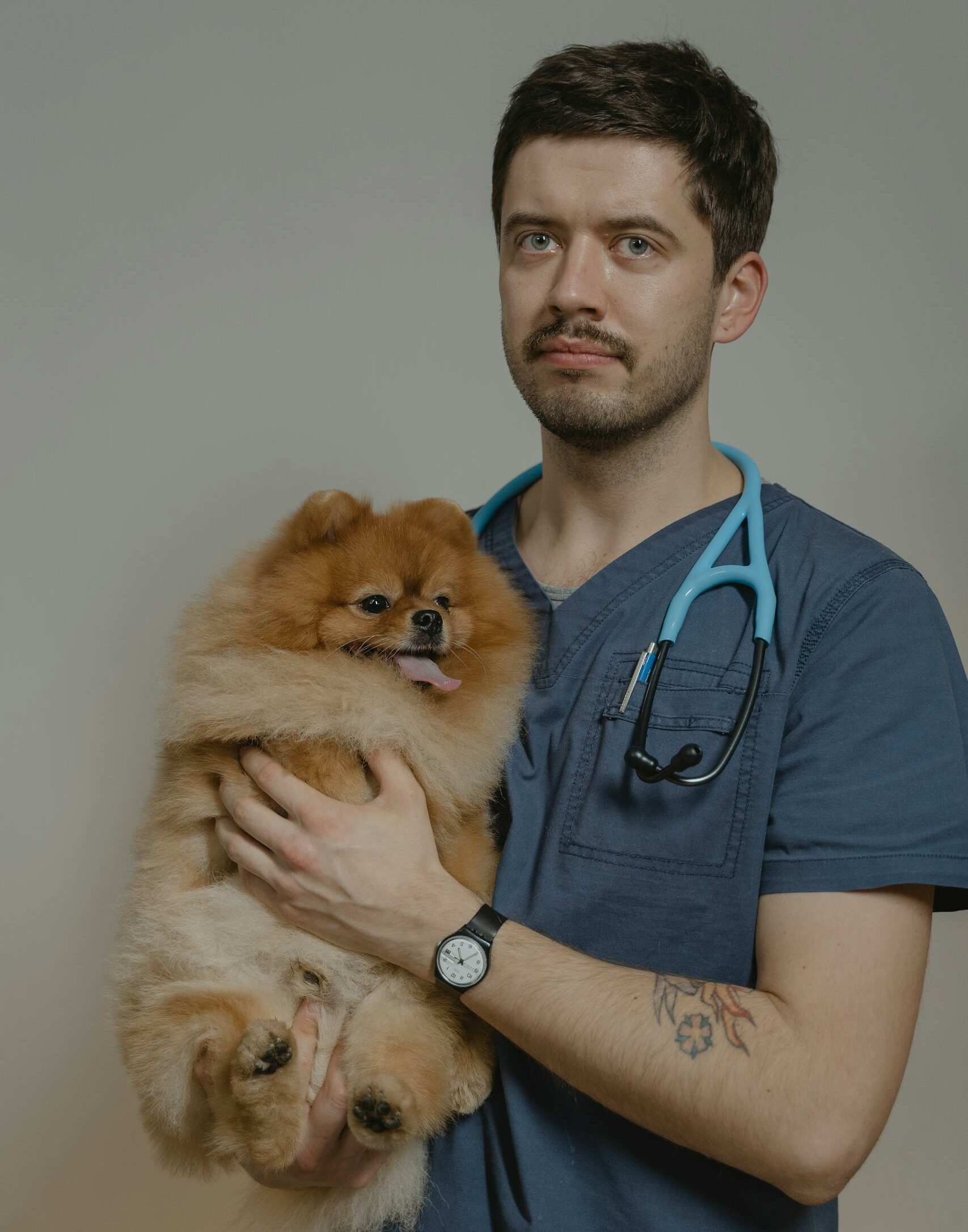 Veterinarian holding a fluffy Pomeranian dog in a clinic setting, wearing a stethoscope.