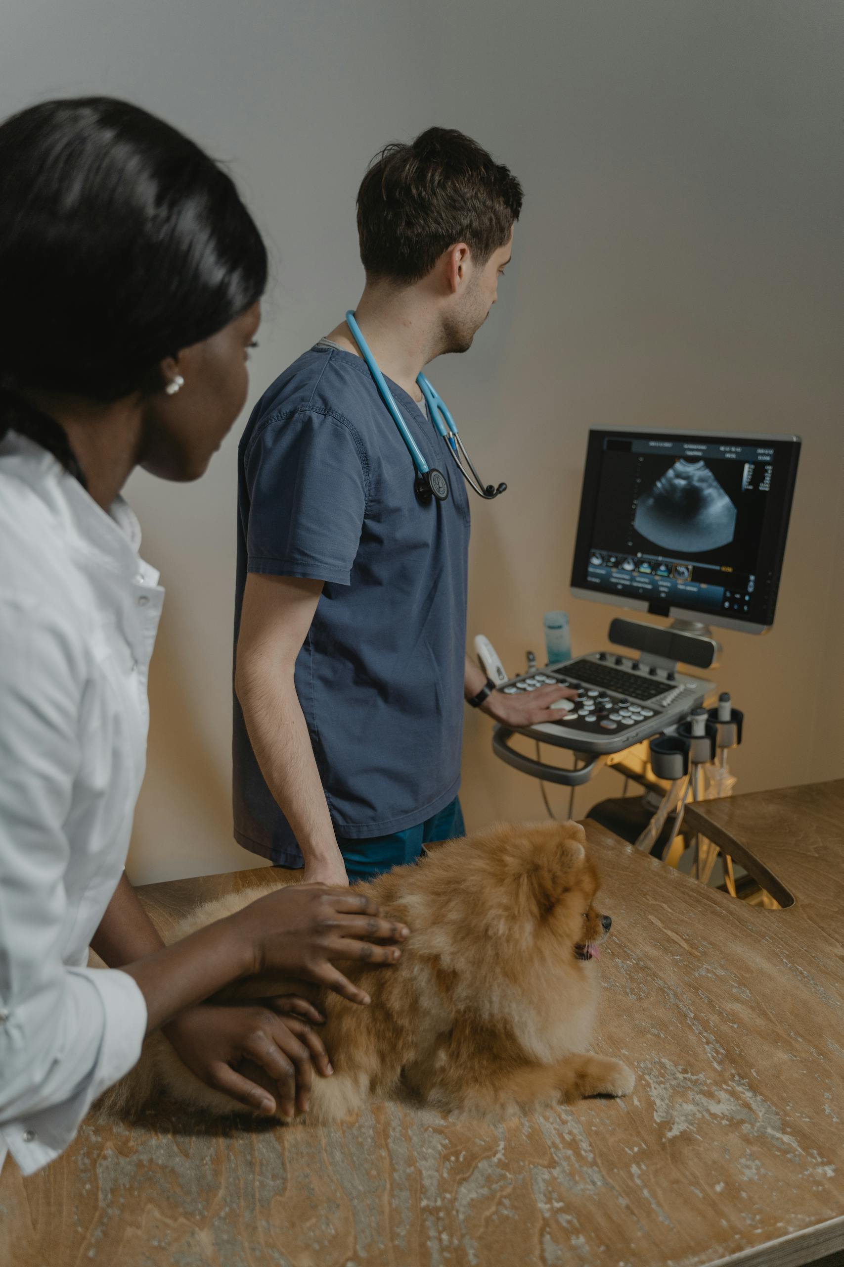 Veterinary professionals conducting an ultrasound on a Pomeranian dog in a clinic.